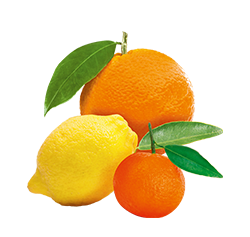Citrus fruits jam